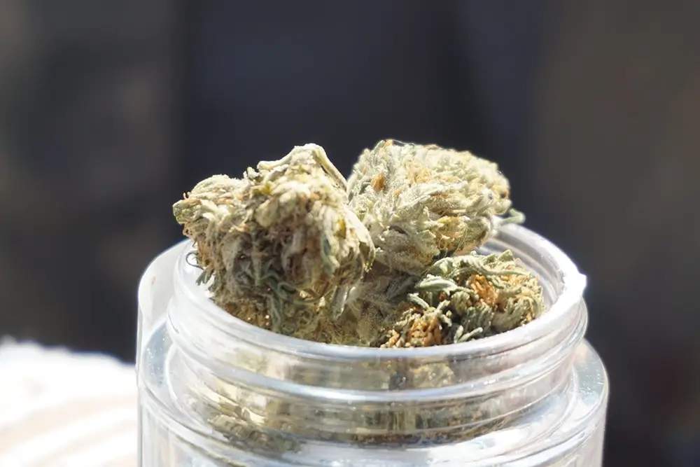 Where Can I Buy CBD Flowers Legally in London