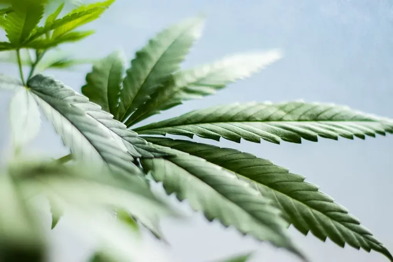 Should I Use Edibles Or Loose Leaf?